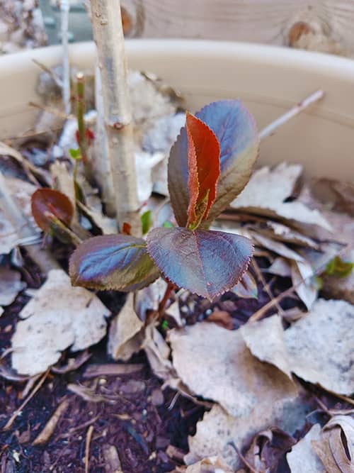 Signs of New Life in the Garden